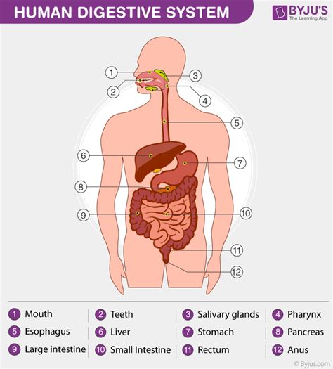 Human Body - Anatomy and Physiology of Human Body