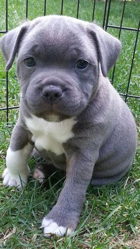 33 best STAFFIES images on Pinterest | Staffordshire bull terriers ...