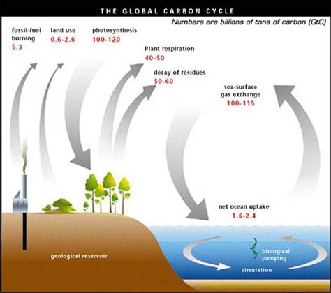 The Global Carbon Cycle : SMAP