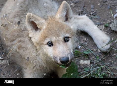 Arctic wolf pup Stock Photo - Alamy