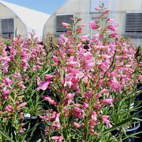 Pristine™ Pink Penstemon | High country gardens, Drought resistant plants, Drought tolerant ...