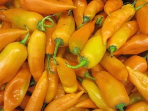 Aji Amarillo Guide: Heat, Flavor, Uses - PepperScale