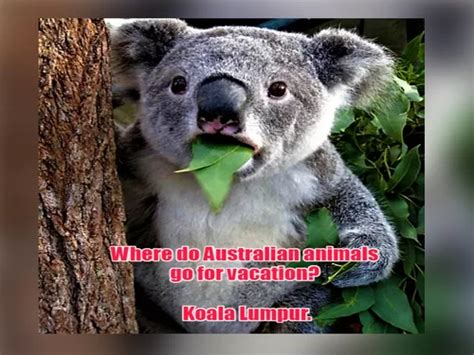 30 Best Australian Jokes To Impress Your Mates - Chameleon Memes - Medium