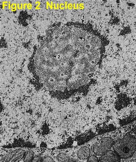 Electron Micrograph Nucleus Contains A Large Circular