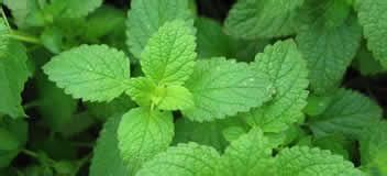 Healthy Food: Yerba buena, herbal medicine - Health Benefits