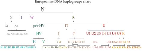 European mtDNA haplogroups with defining mutations - Eupedia