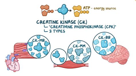 Cardiac biomarkers - Creatine kinase (CK): Nursing - Osmosis Video Library