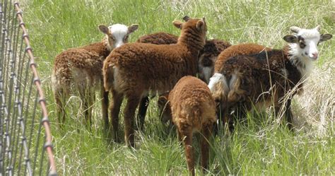 Soay Sheep For Sale – Smoky Buttes Ranch