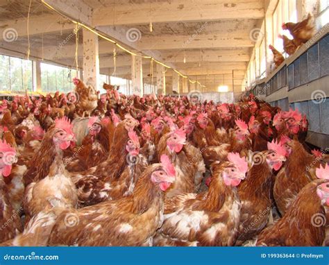 Poultry . Chicken Organic Farm. Eggs Chickens On Traditional Range Poultry Farm. Chickens ...