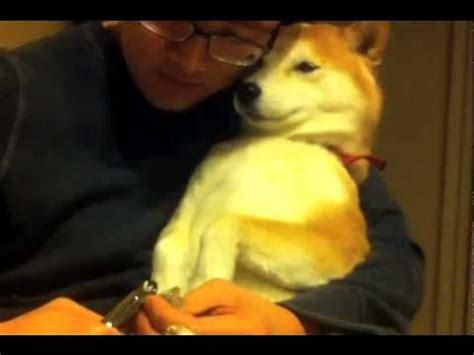 Shiba Inu Nail Trim - YouTube