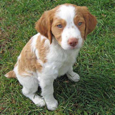 Brittany Spaniel - Springer Spaniels Photo (32338221) - Fanpop