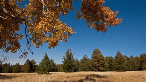 FALL COLORS IN ARIZONA - 25 BEST SPOTS TO GO!