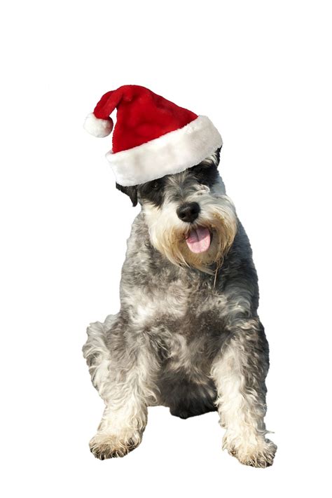 Christmas Dog Santa Hat Free Stock Photo - Public Domain Pictures