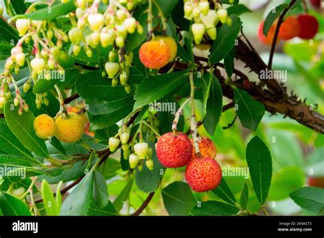 Killarney Strawberry Tree Arbutus unedo flower and fruits Stock Photo - Alamy