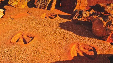 Dinosaur footprints at Gantheaume Point in Broome, Western Australia | Windows Spotlight Images