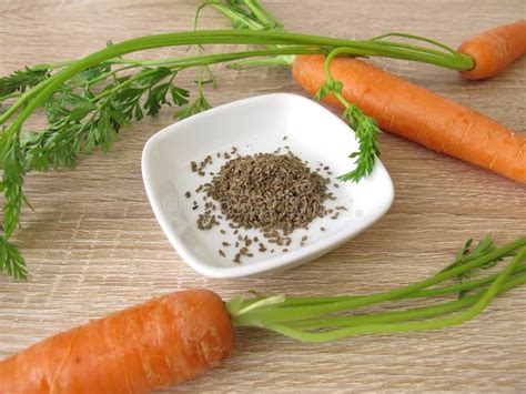 Carrot seeds and carrots stock image. Image of vegetable - 120849487