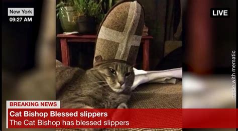 Pope cat : memes