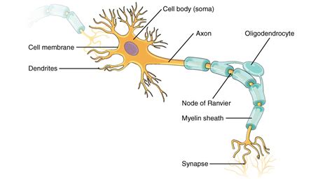 Sinapsis y Neurotransmisión | Concise Medical Knowledge