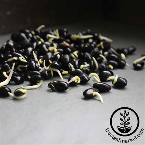 Organic Black Soybean Seeds - Soy Beans for Soymilk, Tofu, Sprouting