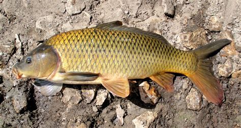 Common Carp | Common carp, Carp, Carp fishing