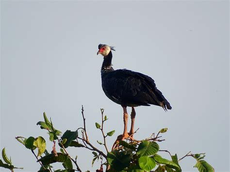 Northern Screamer in January 2023 by RUBER ENRIQUE LEDESMA RUIZ ...