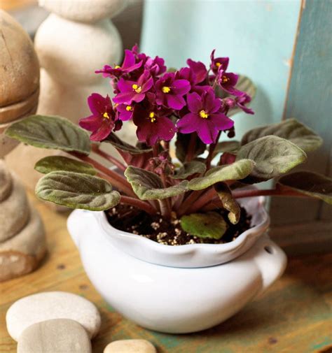 10 Top Flowering Houseplants | Indoor flowering plants, Flowering house plants, Indoor flowers