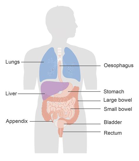 Neuroendocrine tumours (NETs) | Irish Cancer Society