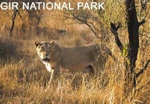 National Parks and Wildlife Reserve: Gir National Park