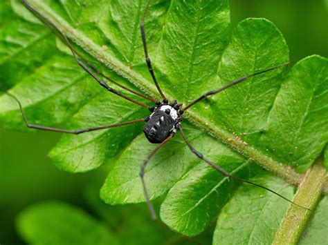 10 curiosidades de los opiliones - Mis animales