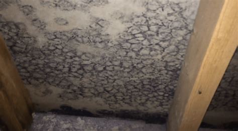 Willowbrook, IL, Black Mold - Basement Mold Removal Before and After