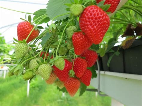 What Are Hydroponic Strawberries Really About?