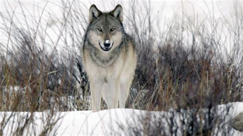 The return of wolves to Yellowstone Park - 60 Minutes - CBS News