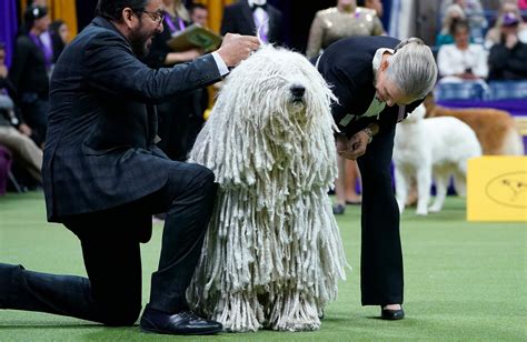 2023 Westminster Kennel Club Dog show features over 200 breeds