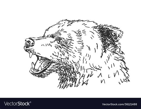 Roaring bear head drawing side view animal hand Vector Image