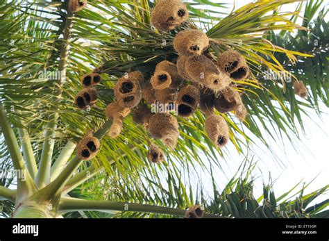 Baya weaver nest ; India Stock Photo - Alamy