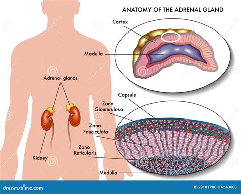 Adrenal Cortex In Body