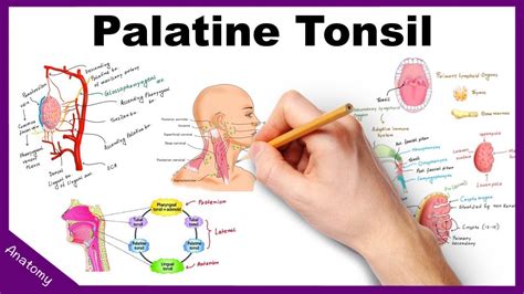 Palatine Tonsils Anatomy - Anatomical Charts & Posters