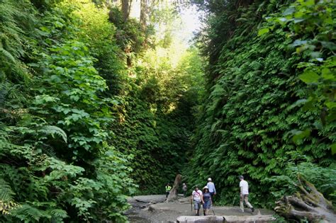 Fern Canyon (Prairie Creek Redwoods State Park, CA) | Live and Let Hike