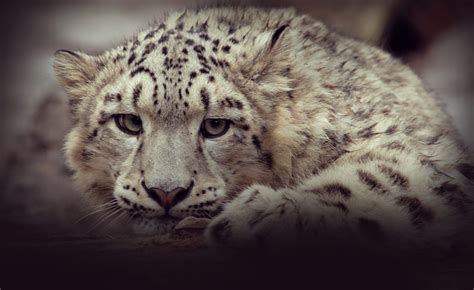 Snow Leopard Conservation - Vanishing Treasures