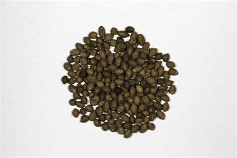 Rivea corymbosa (Ololiúqui) Seeds – NDG Botanicals