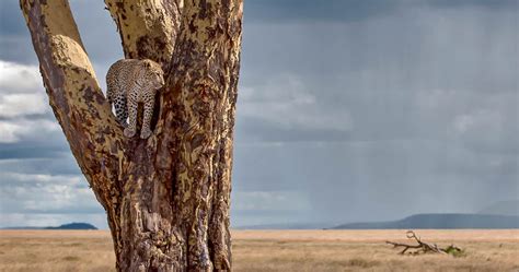 Wildlife in Serengeti National Park - Tanzania