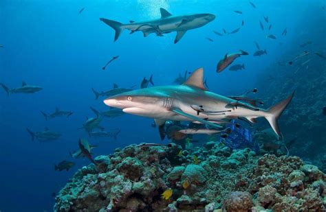 a large group of sharks swimming over a coral reef