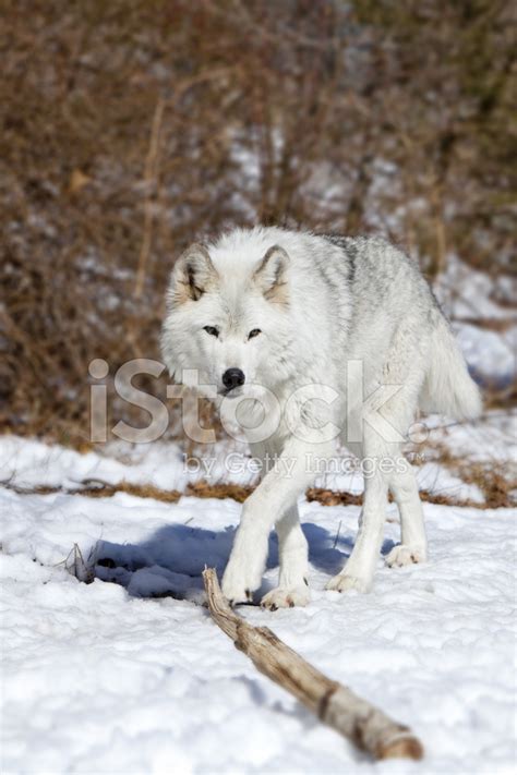 Tundra Wolf Stock Photo | Royalty-Free | FreeImages