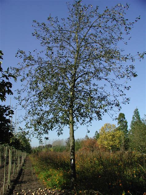 Malus sylvestris | Wild crab, European wild apple - Van den Berk Nurseries