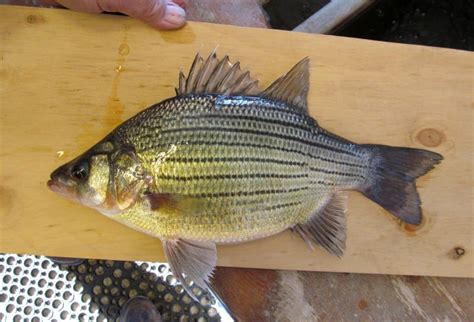 Patrick Durkin: Yellow bass qualifies as monster | Outdoors | host ...