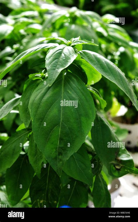 FRESH BASIL LEAVES ON GROWING PLANT Stock Photo - Alamy