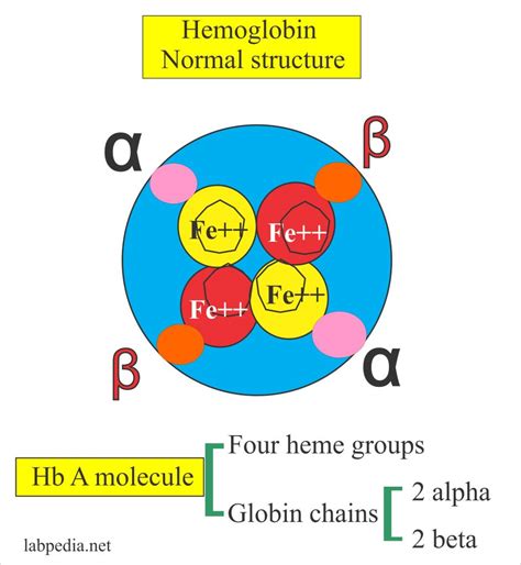 Structure Of Hemoglobin