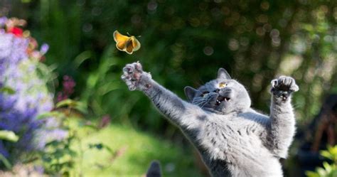 cat chasing butterfly - Animal Talk