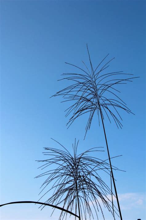 Free Images : tree, branch, black and white, leaf, flower, wind, line, flora, twig, sketch ...
