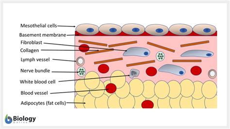 Simple squamous epithelium - Definition and Examples - Biology Online ...